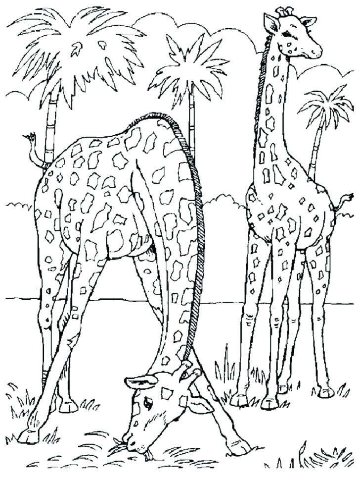 728x971 Wildlife Coloring Pages Animal Coloring Pages To Print Safari