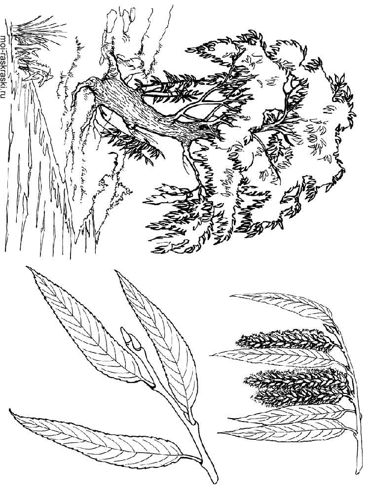 750x1000 Willow Tree Coloring Pages For Kids. Free Printable Willow Tree