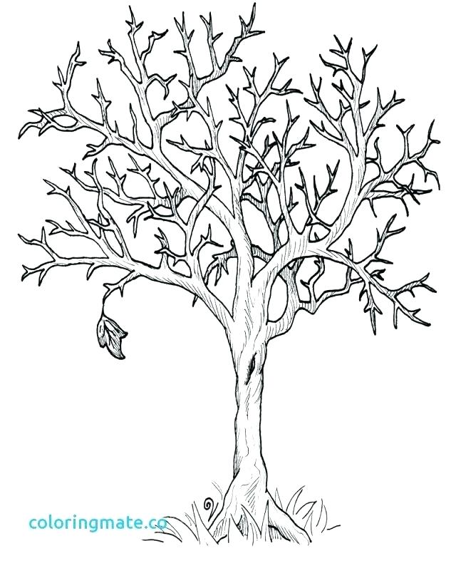 640x790 Tree Color Sheet Tree Color Sheet Tree Coloring Page Tree