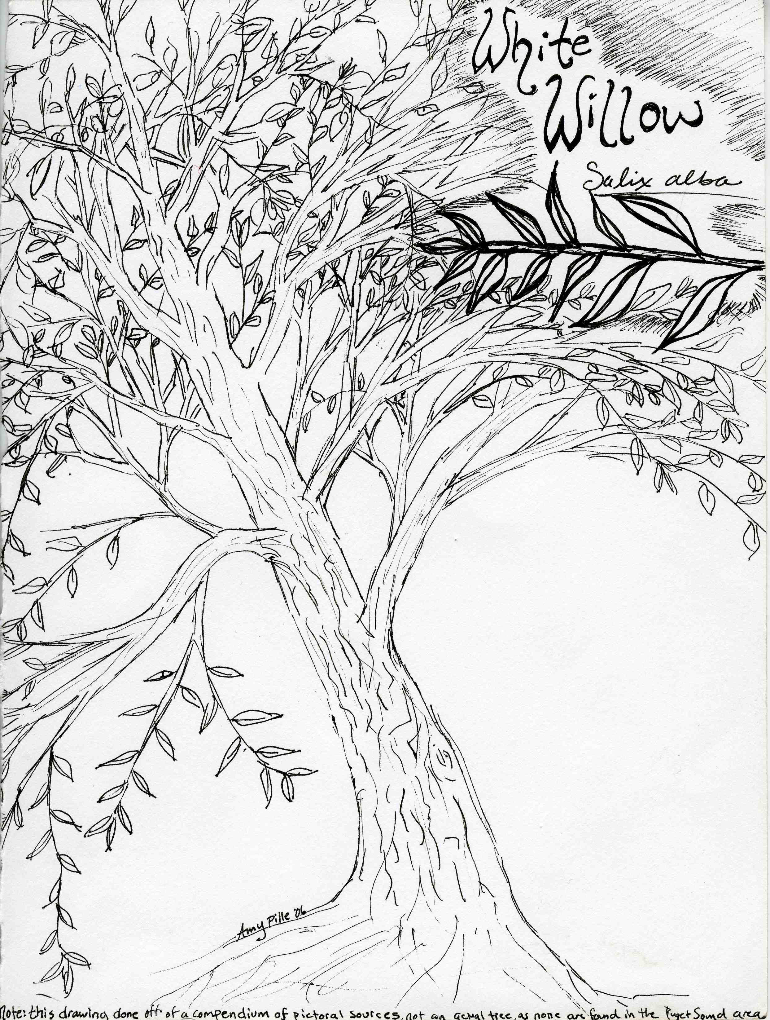 2486x3291 Coloring Page Willow Tree Copy Weeping Willow Coloring Pages