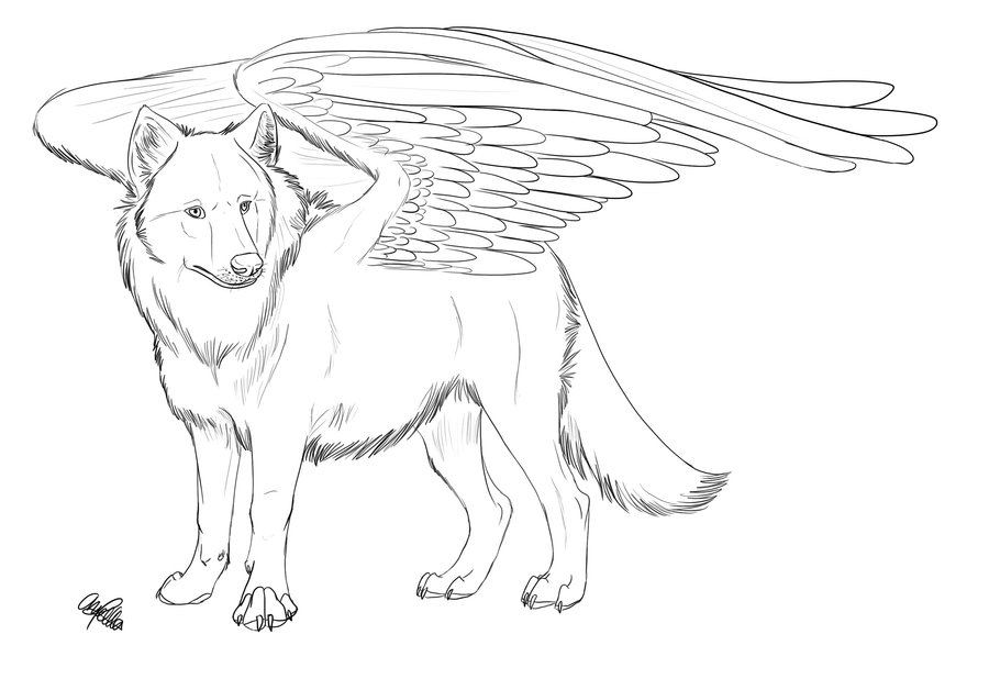 900x618 Drawing Winged Wolves