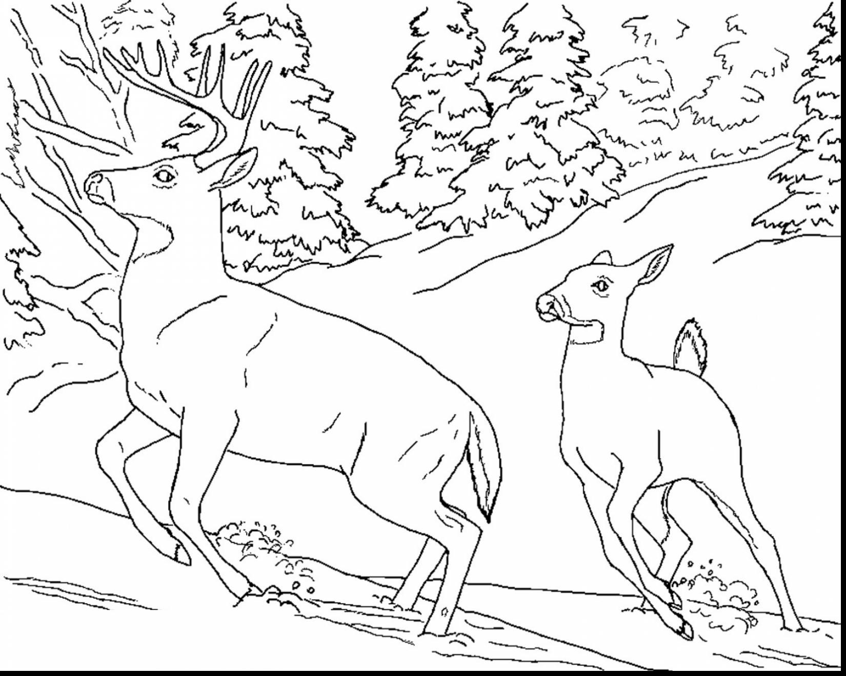 1650x1320 Winter Animals Coloring Pages