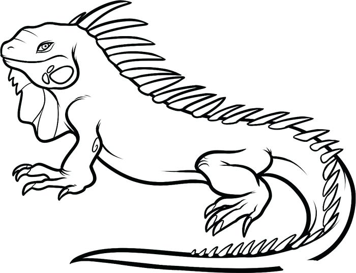 700x537 Coloring Pages Animal Drawn Sea Life Ocean Animal 1 Coloring Pages