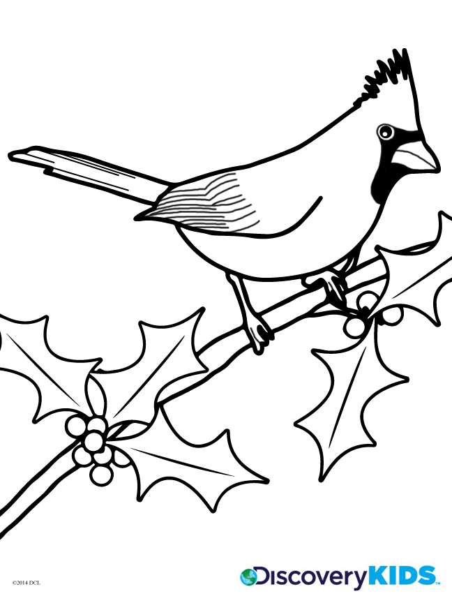 648x864 Cardinal Coloring Pages