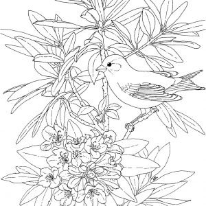 300x300 Coloring Pages Birds In Winter Archives