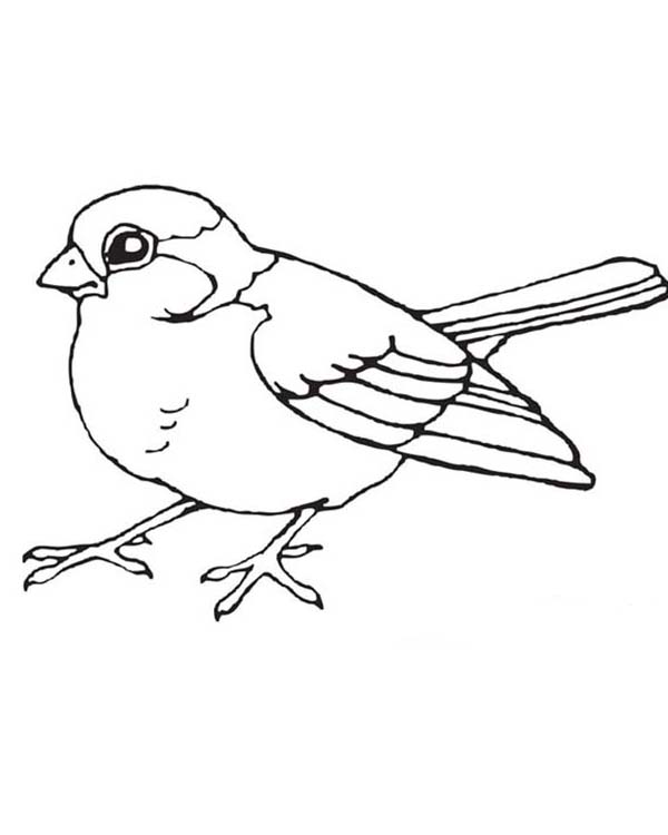 600x750 Little Bird Coloring Page Color Luna