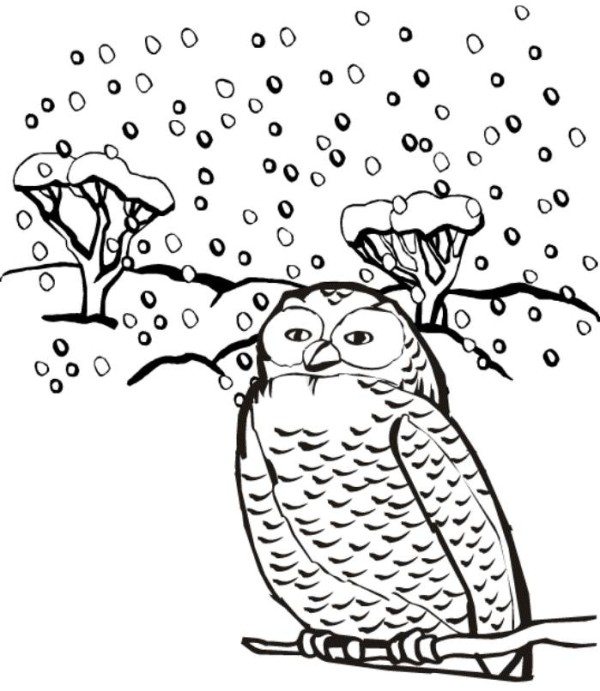 600x691 Snow Owl Winter Animal Coloring Pages