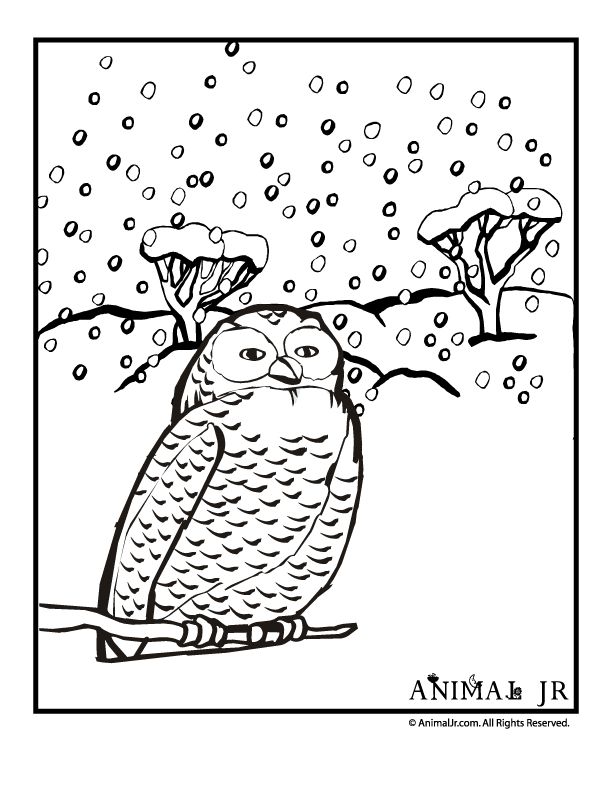612x790 Cardinal In Snow Coloring Pages Was Last Modified April 20th