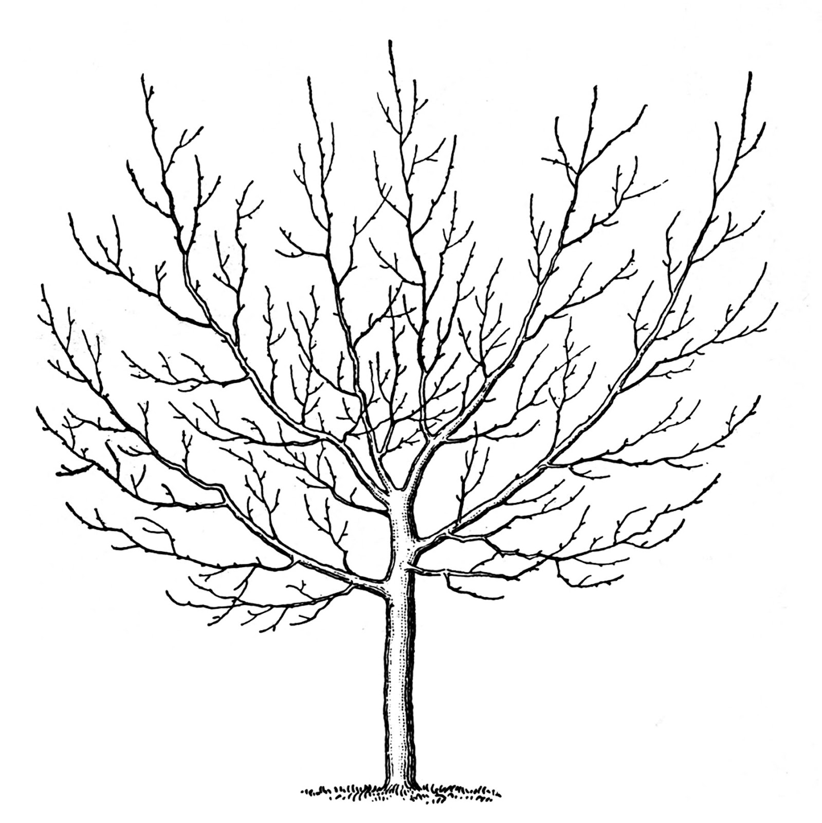 1599x1600 Vintage Clip Art