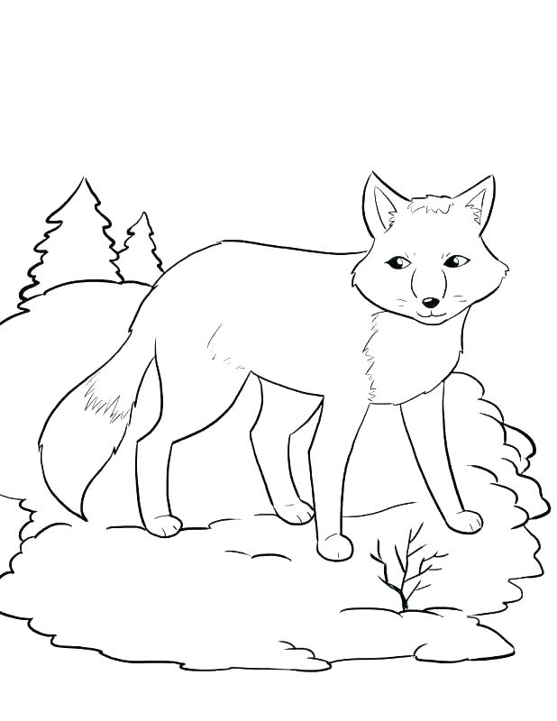 618x800 Winter Tree Coloring Page Hibernation Coloring Pages Winter Tree