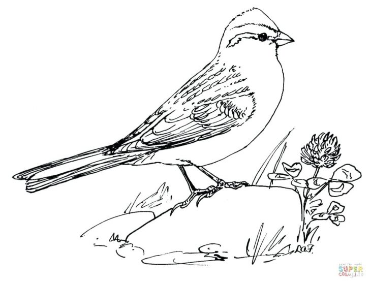 728x559 Angry Kiwi Bird Coloring Pages For Kids Winter Village Weaver Page