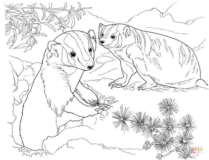 720x553 American Badger Runs Coloring Page From Badgers Category. Select