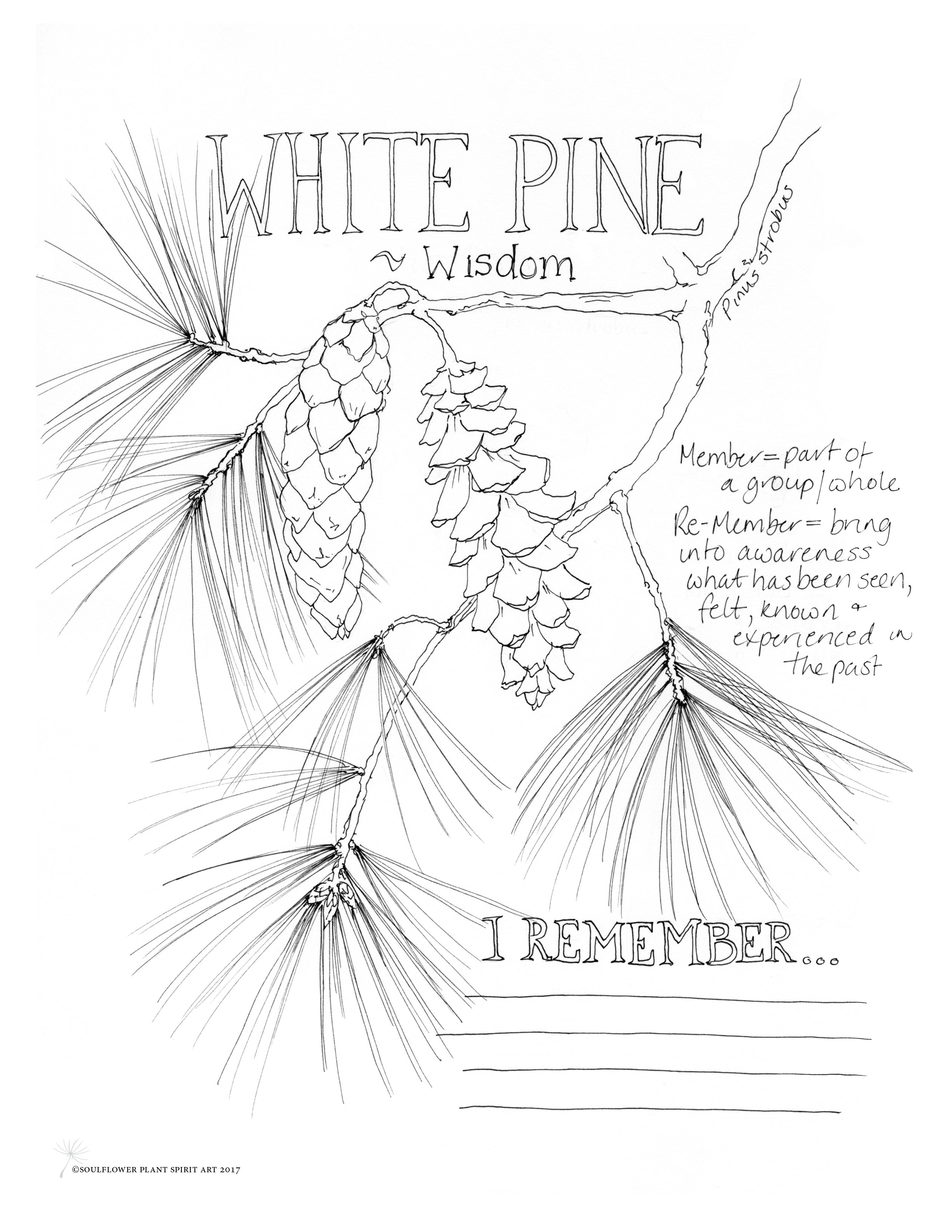 2550x3300 White Pine (Wisdom) Coloring Page