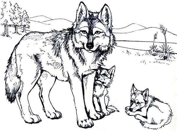 600x458 Wolves Coloring Pages Wolf Mother And Her Cubs Coloring Page