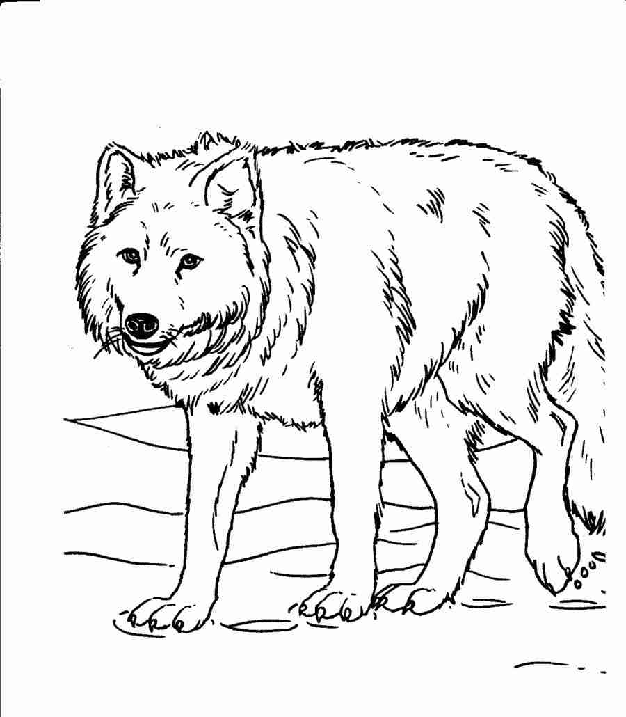 900x1030 Minecraft Coloring Pages Kids Noticeable Wolf Olegratiy