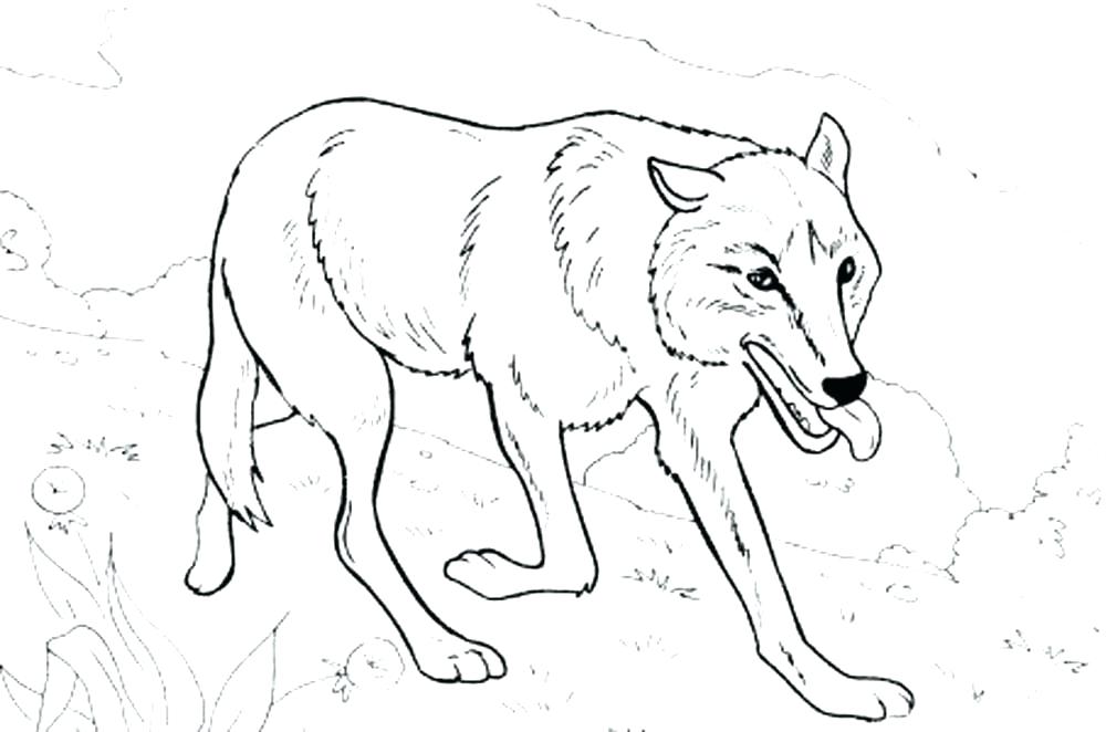 1000x662 Baby Wolf Coloring Pages Baby Wolf Coloring Pages Baby Wolf