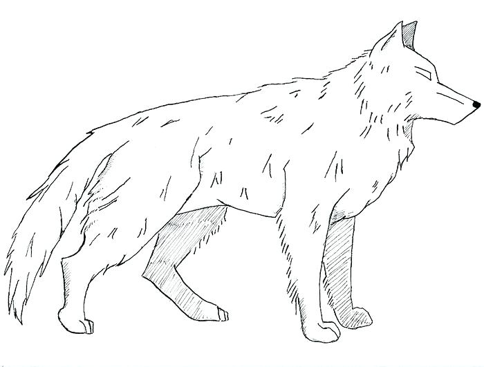 700x531 Realistic Wolf Coloring Pages Anime Wolf Coloring Pages Sketch