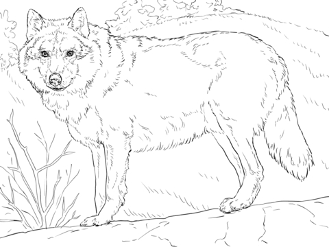 480x360 Realistic Wolf Coloring Pages Grey Wolf Coloring Page Free
