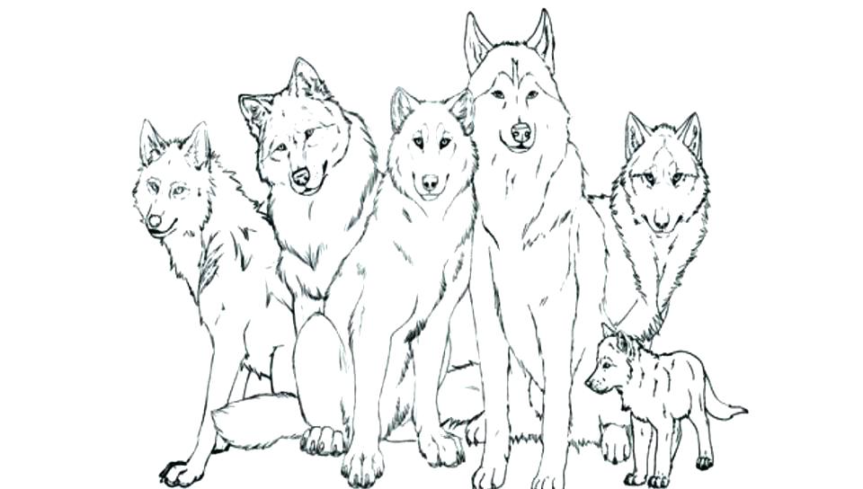 960x544 Free Wolf Coloring Pages Realistic Wolf Coloring Pages Popular