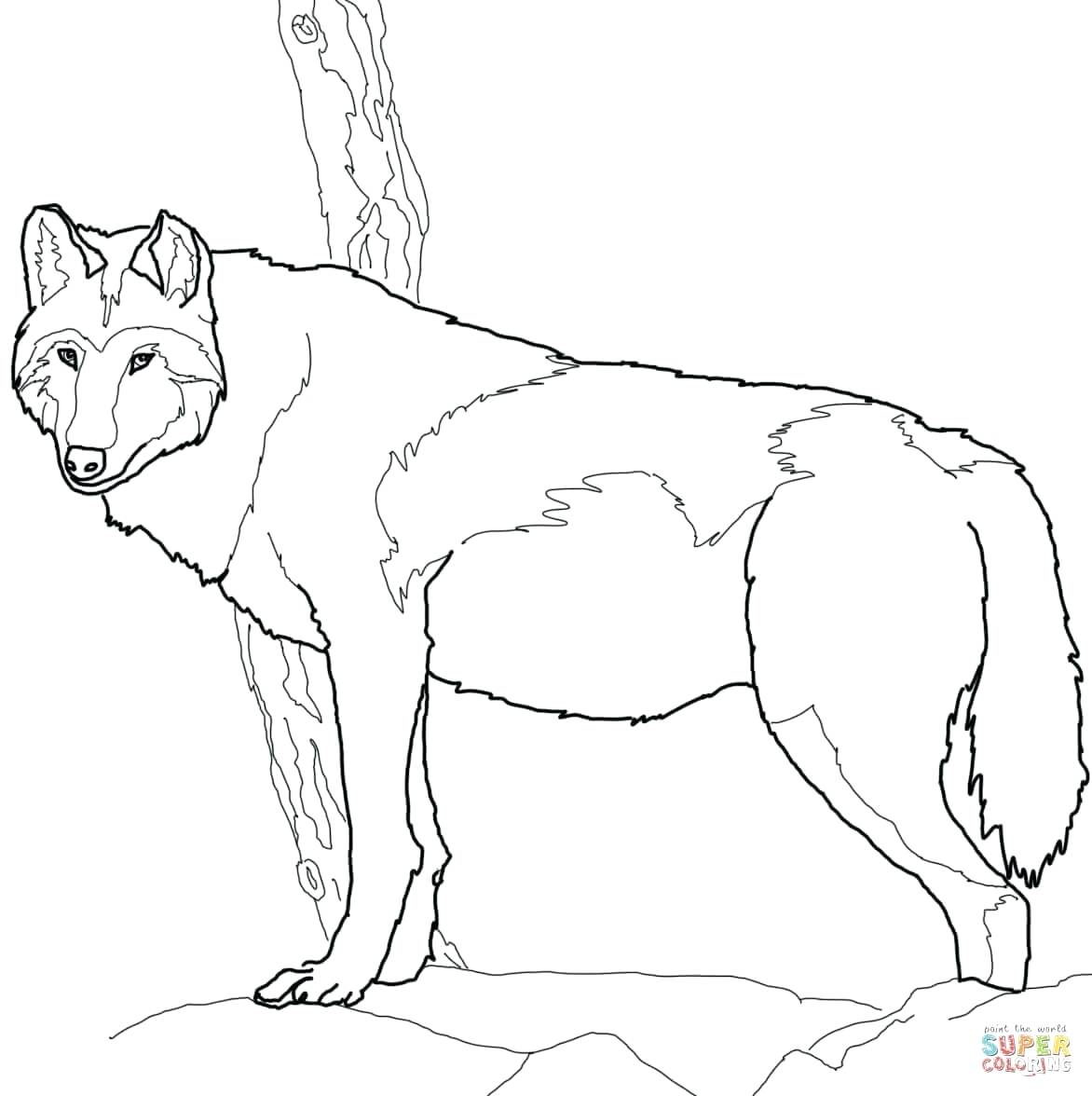 1172x1176 Instructive Gray Wolf Coloring Page Pages Free