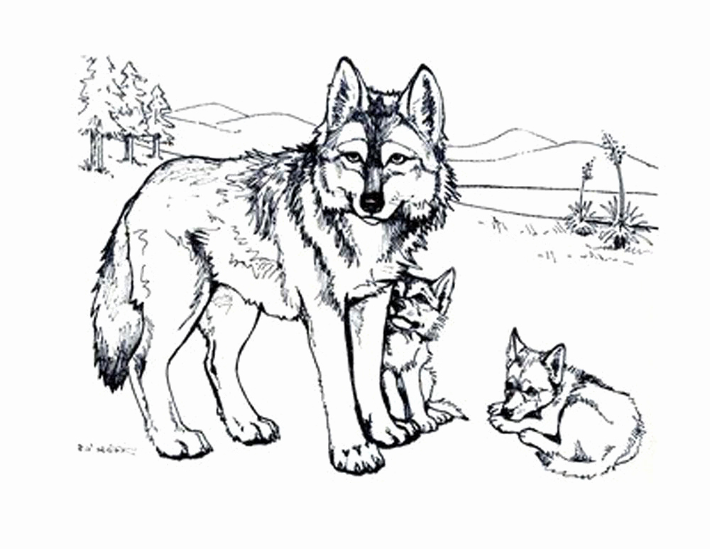1000x773 Print Amp Download Wolf Coloring Pages Theme Coloring Pages