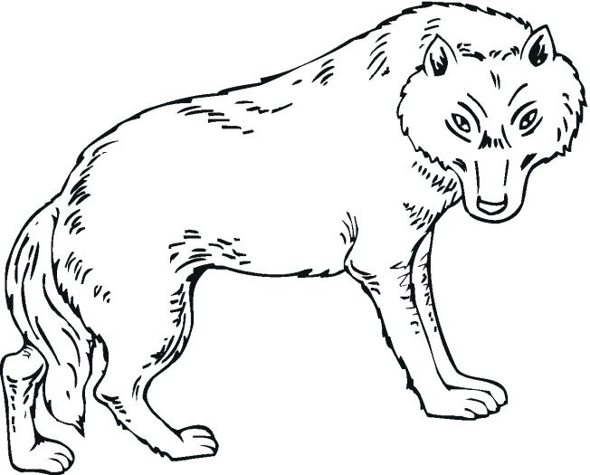 652x525 Wolf Coloring Pages Print Color Craft Arctic Wolf Coloring Pages