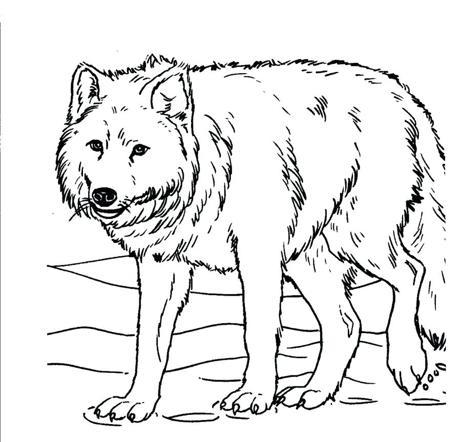 900x864 Realistic Wolf Coloring Pages