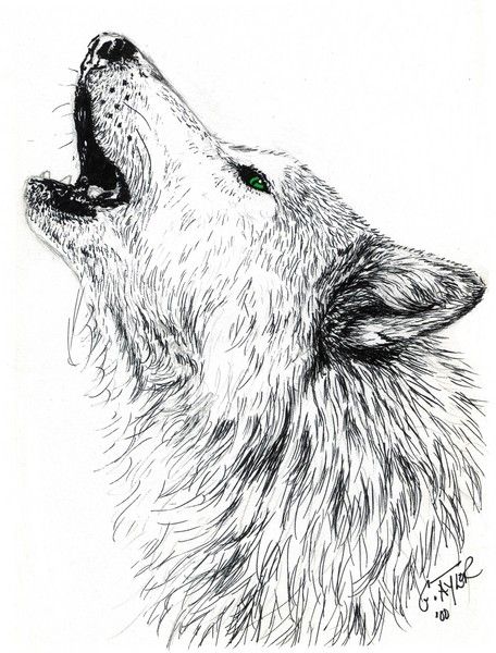 456x600 Wolf Head Howling At The Moon Drawing