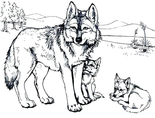 600x458 Free Printable Coloring Sheets Of Wolves Howling Wolf Pages Wolfs