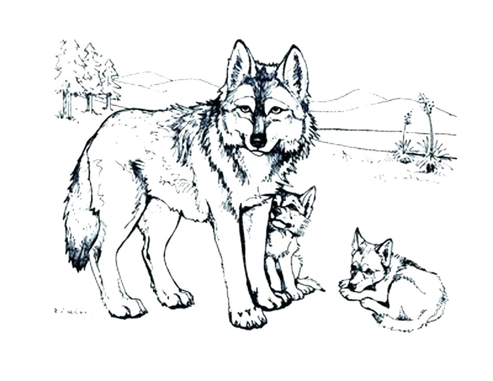 1000x773 Wolf Pup Coloring Pages Related Post Cute Wolf Pup Coloring Pages