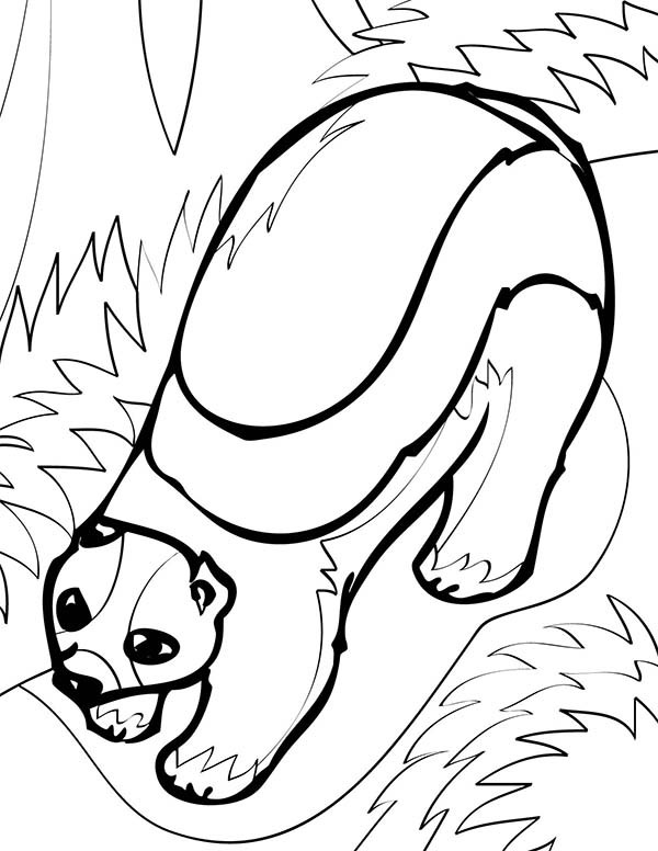 600x776 Wolverine Animal Coloring Pages Elegant 103 Best Adult Coloring