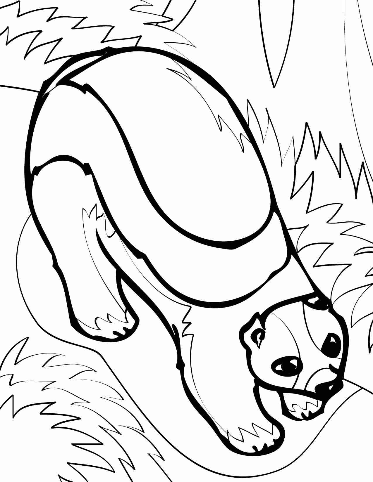 1275x1650 Wolverine Animal Coloring Pages Of Wolverines The Brilliant