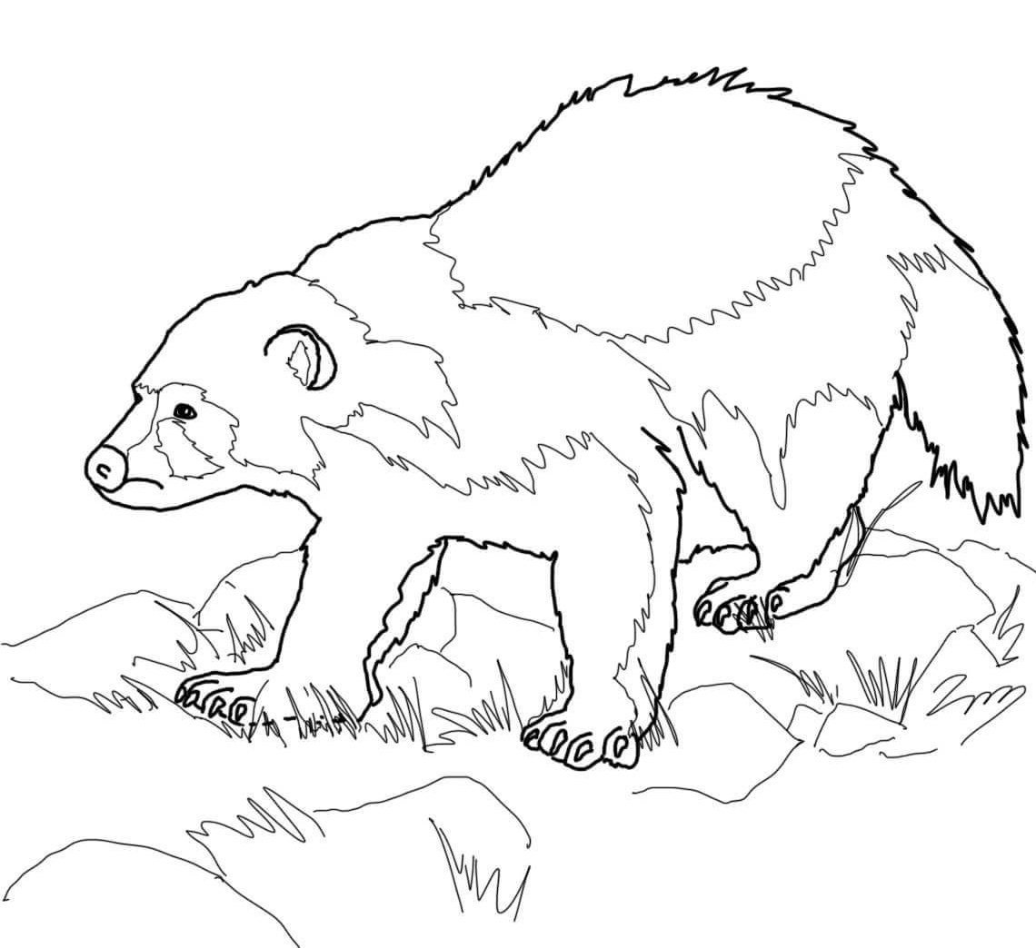 1140x1044 Wolverine Animal Coloring Pages Wolverine Animal Coloring Page