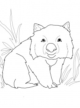 Wombat Coloring Page