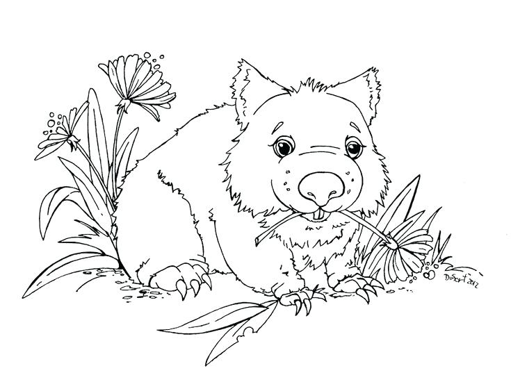 735x550 Wombat Coloring Page Adoptable Wombat By On Wombat Divine