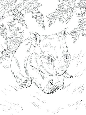 360x480 Wombat Coloring Page Baby Wombat Coloring Page Printable Wombat
