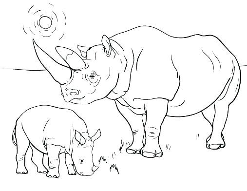 507x392 Wombat Coloring Page