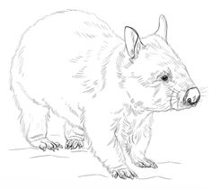 236x210 Funny Wombat Felt Obsession Australian Animals
