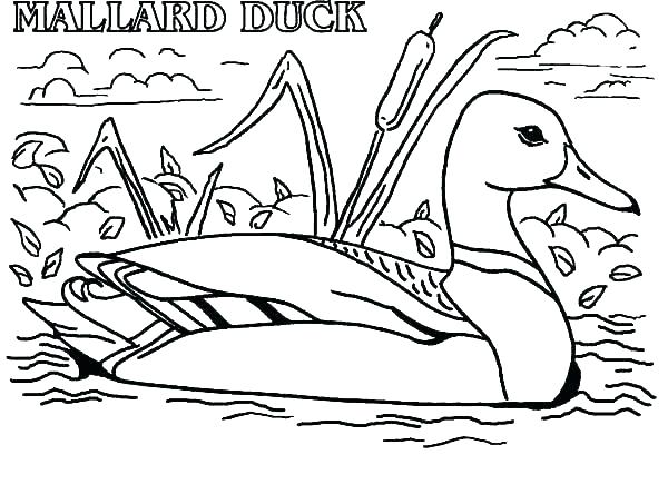600x453 Duck On A Bike Coloring Page Coloring Pages Flowers Book Wood Duck