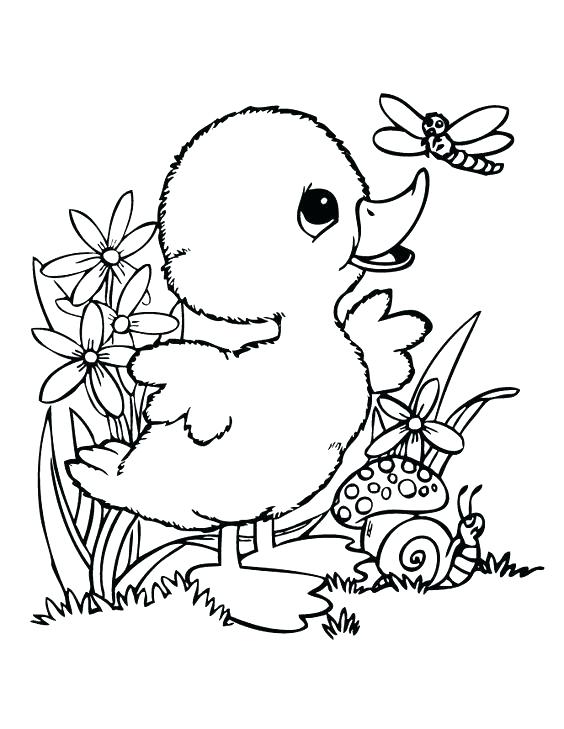 564x729 Ducks Coloring Page Coloring Picture Of Duck Cute Baby Duck