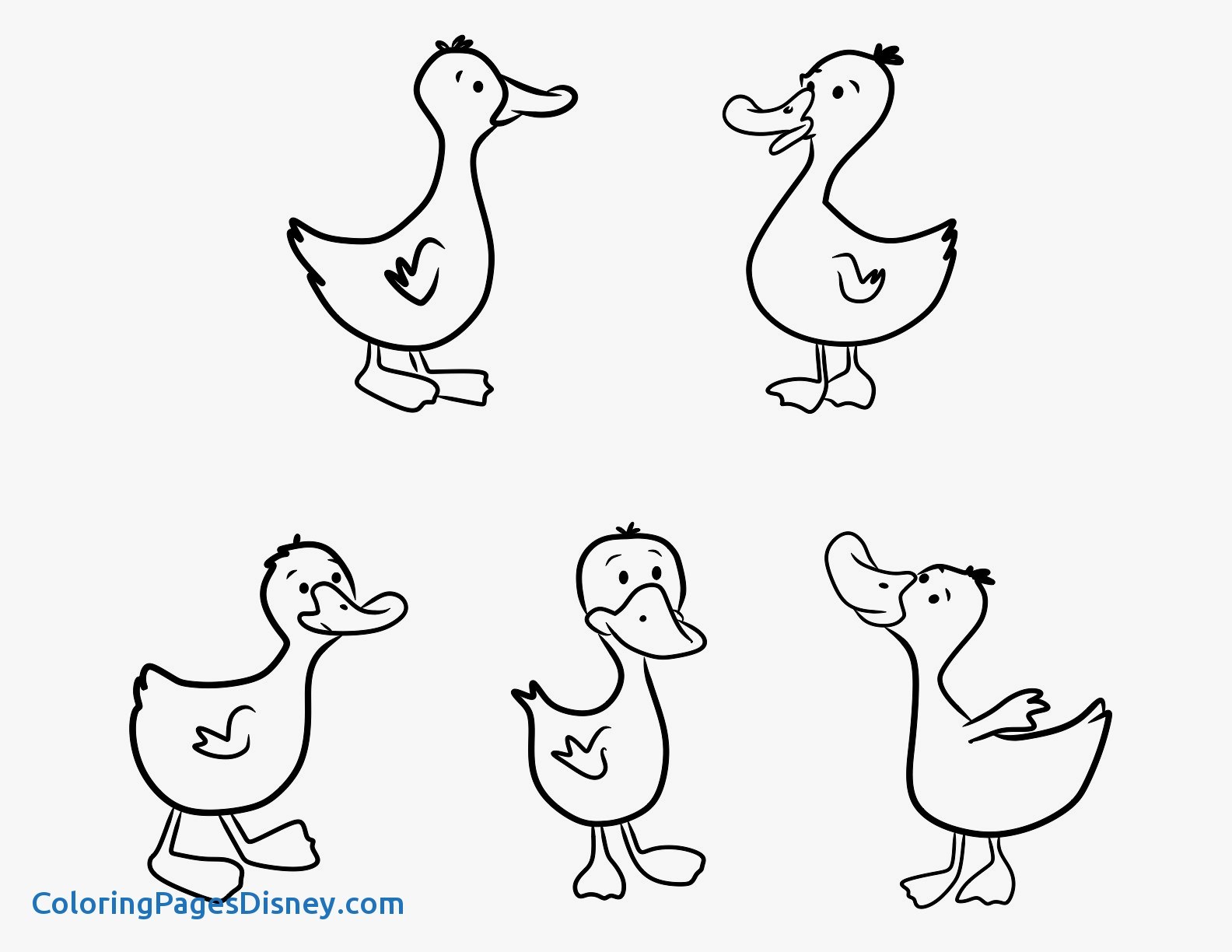 1584x1224 Ducks Coloring Pages Elegant Wood Duck Coloring Pages Get Coloring