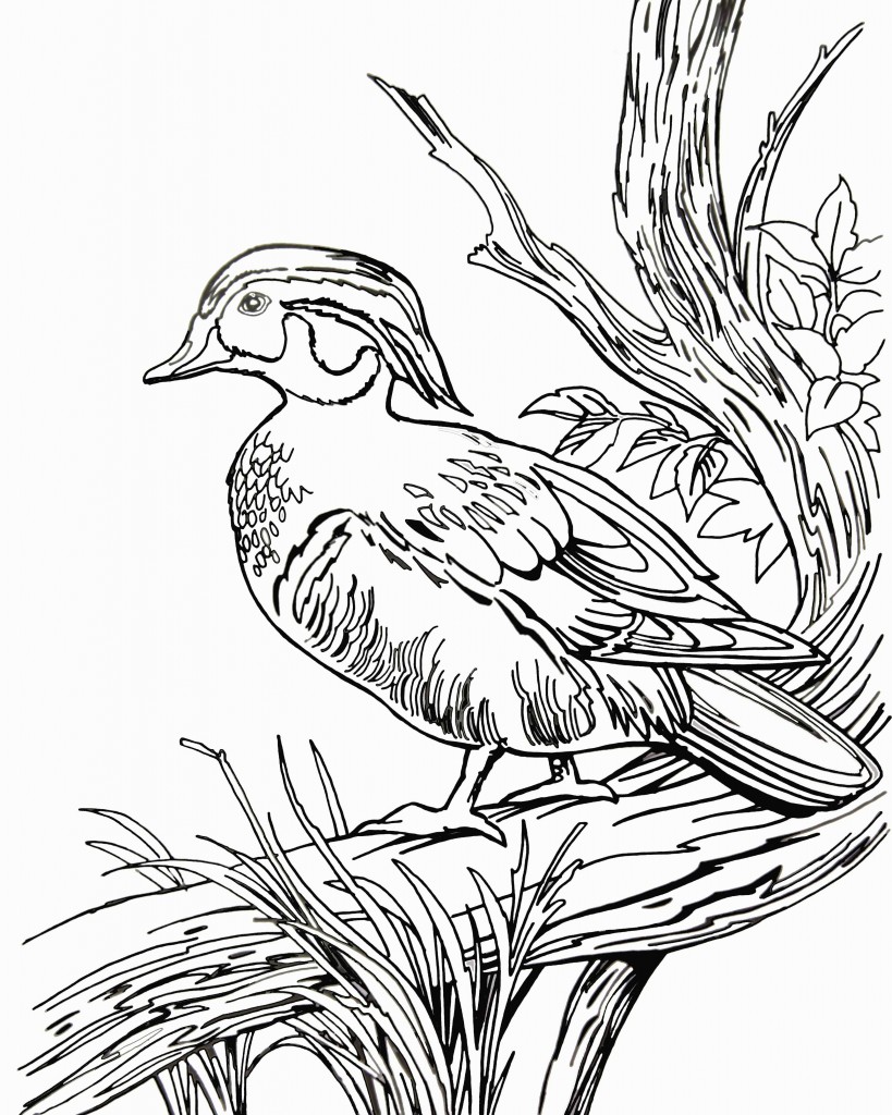 819x1024 Wood Duck Colouring Page The Common Room Endear Coloring