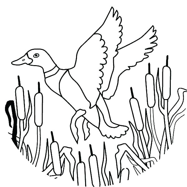 600x600 Cute Duck Coloring Pages Coloring Pages Ducks Coloring Pages Ducks