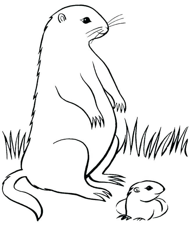 650x782 Groundhog Woodchuck Printout Groundhog Day Pictures To Colour