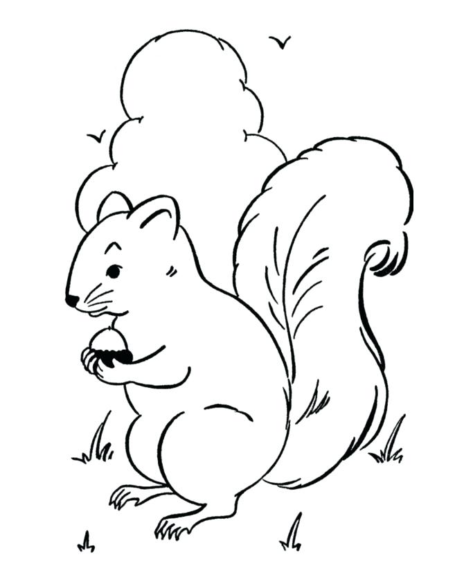 670x820 Woodland Animals Coloring Pages Drawn Squirrel Acorn Woodland