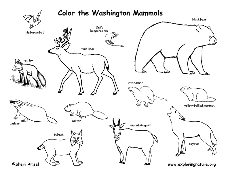 792x612 Woodland Animals Coloring Pages Many Interesting Cliparts