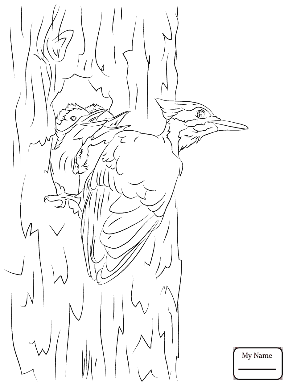 Woodpecker Coloring Page