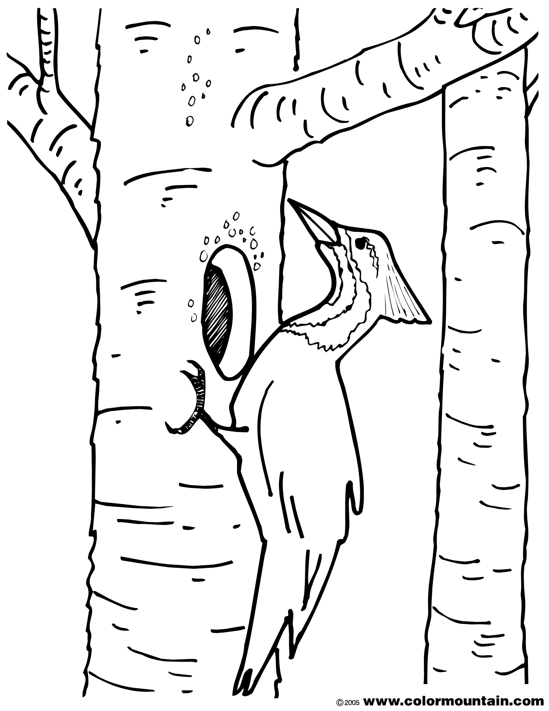 1800x2329 Sturdy Downy Woodpecker Coloring Page Gigantic