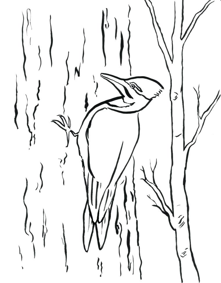 760x973 Woodpecker Coloring Page Woodpecker Coloring Page Red Bellied