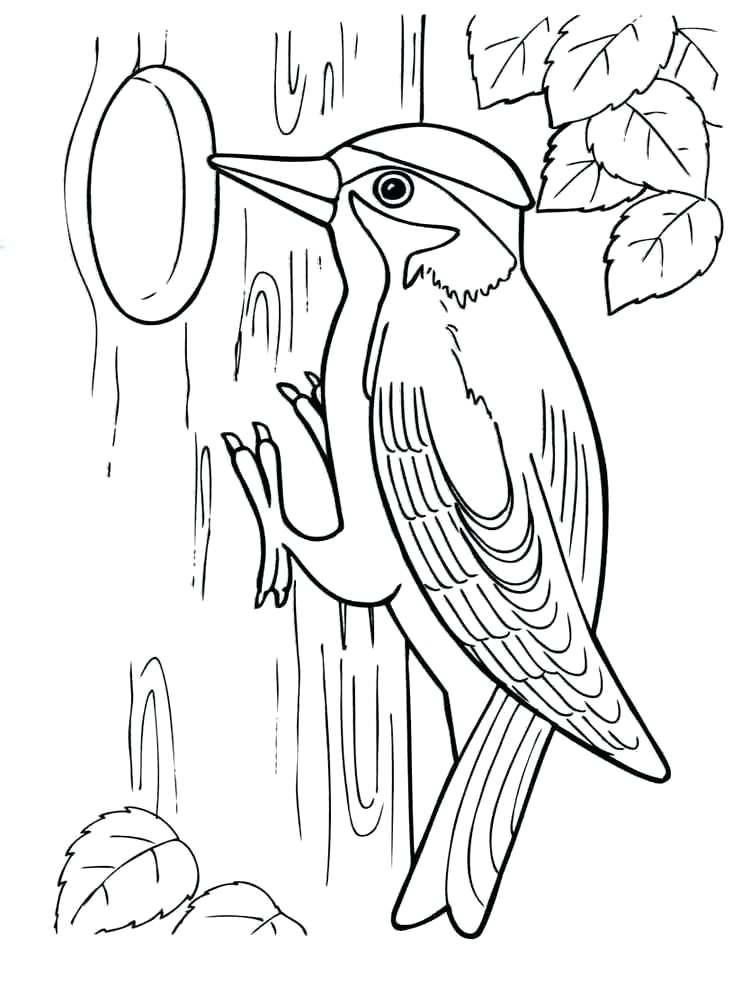 750x1000 Woodpecker Coloring Page Woodpeckers Coloring Pages Free